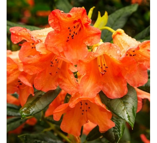 Азалия Спикс Оранж  (Speak's Orange) С2, 2года